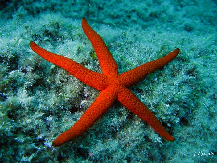 IMG_2592-Etoile de mer rouge