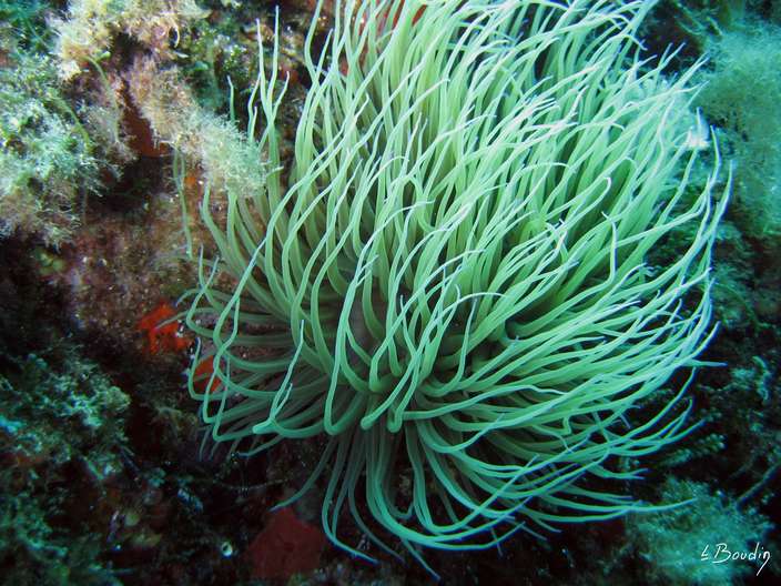 IMG_2603-Anemone verte