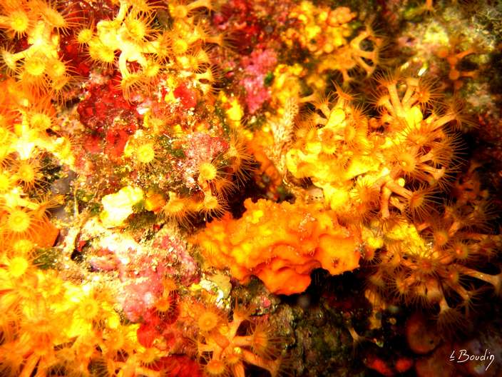 IMG_2639-Anemone encroûtante jaune