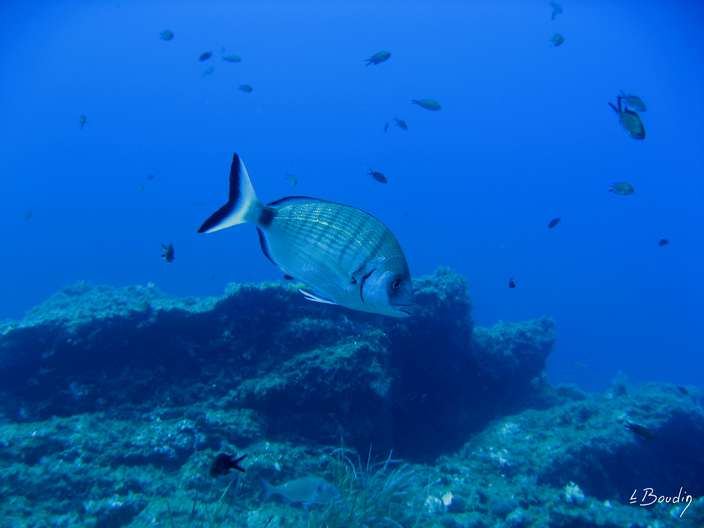 IMG_2649-Sar a museau pointu