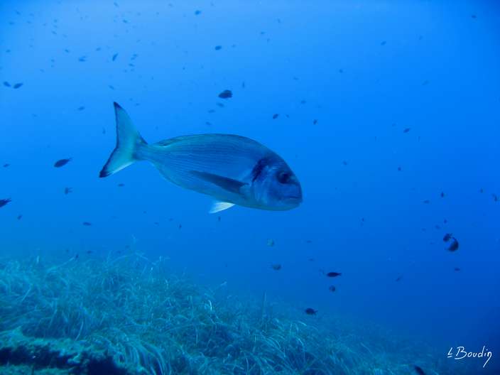 IMG_2654-Dorade royale