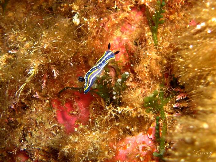 IMG_2725b-Doris tricolore