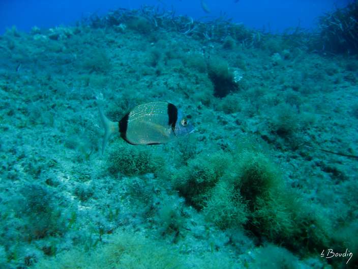 IMG_2731-Sar a tete noire