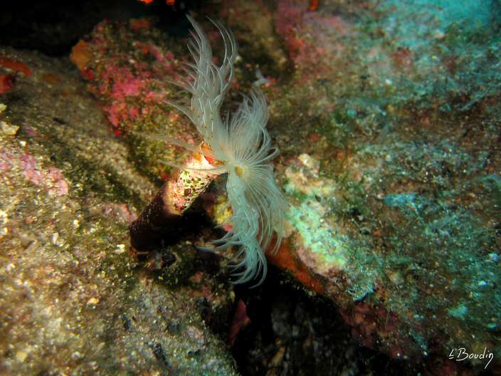 IMG_2848-Protule lisse