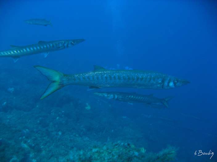 IMG_2914-Barracudas