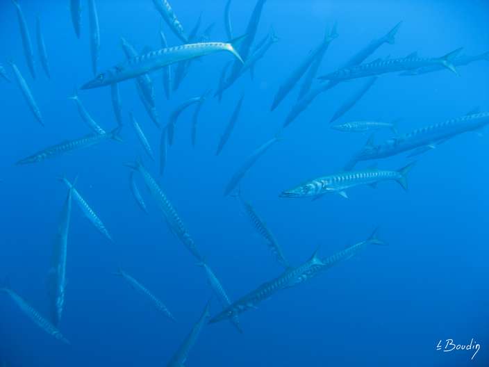 IMG_2918-Barracudas