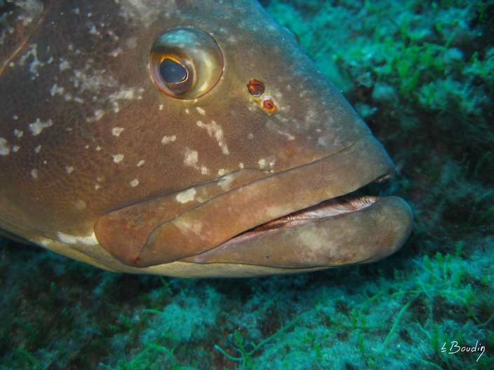 IMG_2935-Merou