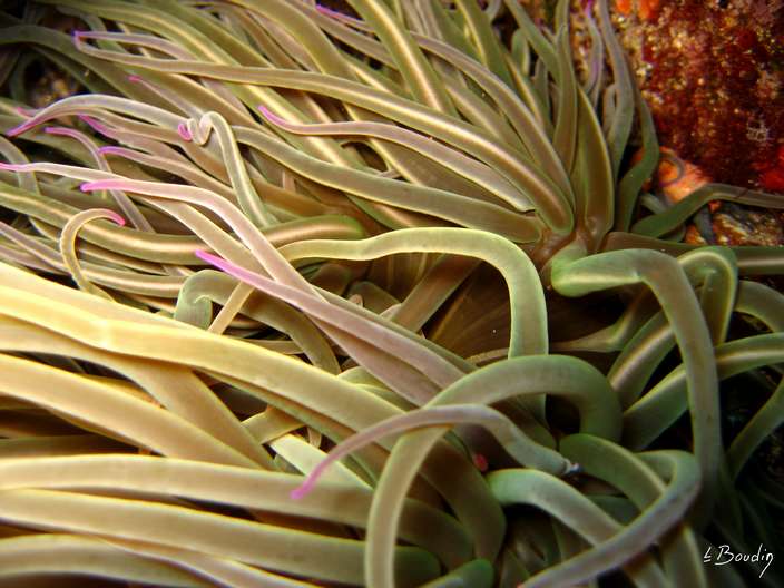 IMG_2950-Anemone verte