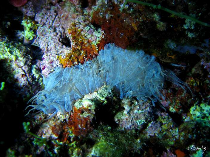 IMG_2982-Aiptasie verte