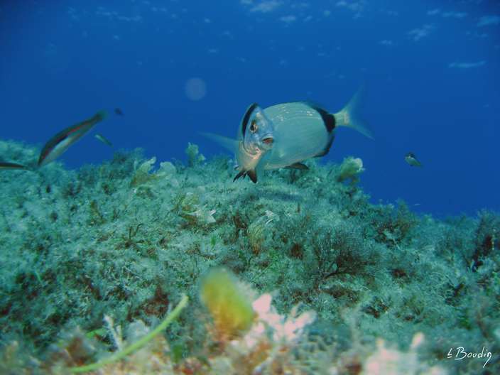 IMG_2993-Sar a museau pointu